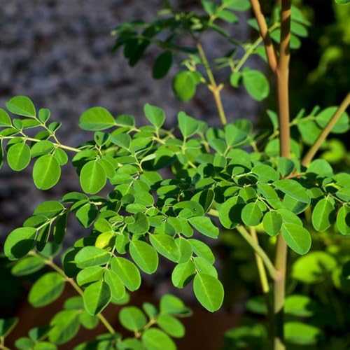 semillas de moringa organicas Plantas exóticas resistentes comprar arbol de moringa Semillas reales de plantas de interior Semillas orgánicas variedades antiguas Plantas de jardín 15pcs