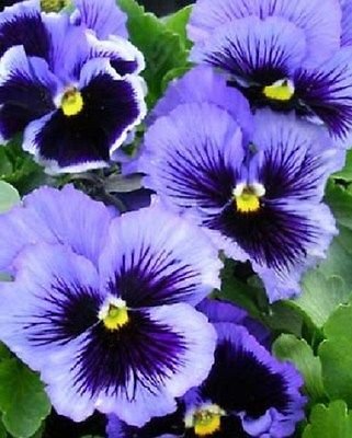 50 Semi Viola del pensiero Frizzle Sizzle bleu