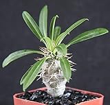Brandneu seedsown Pachypodium lamerei RarePalm PlantCacti Caudex Bonsai 2\