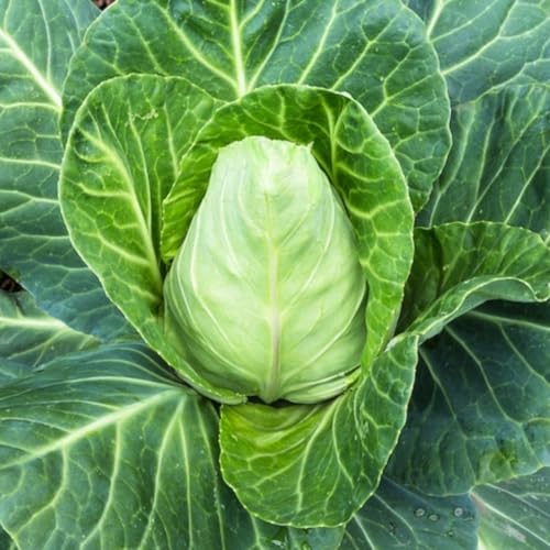 Carbeth Plants Cabbage Vegetable Plant 6 Pack - Garden Ready Easy to Grow Brassica Veg Plants - Ideal for Kitchen Garden, Pots, Containers & Raised Beds (Pointed Greyhound, 1)