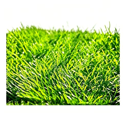 Saterkali Graines d'herbe d'eau d'aquarium, 100pcs graines d'herbe d'eau d'aquarium décor de paysage de plante hydrophile de réservoir de poissons Mini...