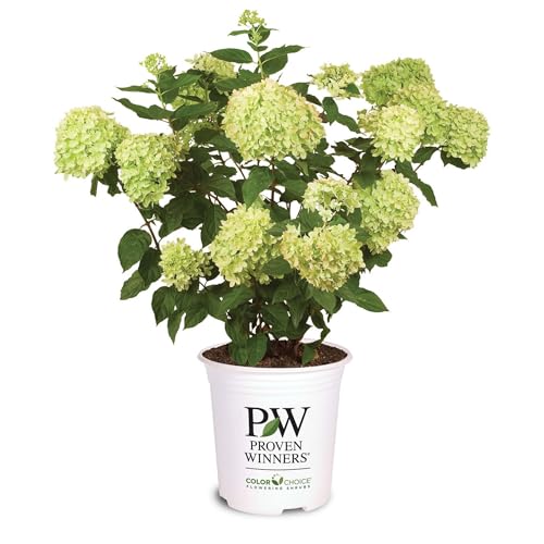 Perfect Plants Little Lime Hydrangea in 1 Gallon Growers Pot | Dwarf Hydrangea Shrub with Stunning Lime Green Blooms