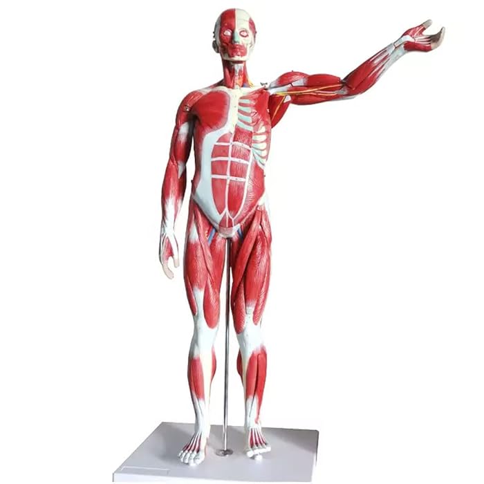 Buy 34” Human Muscles Anatomical Model with Organs Removable