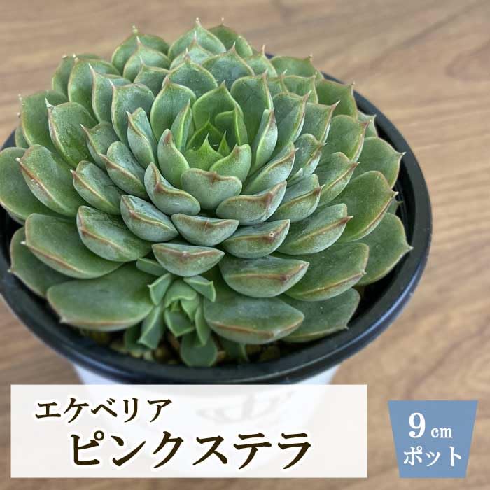 Amazon｜多肉植物 エケベリア ピンクステラ 9cm ポット echeveria