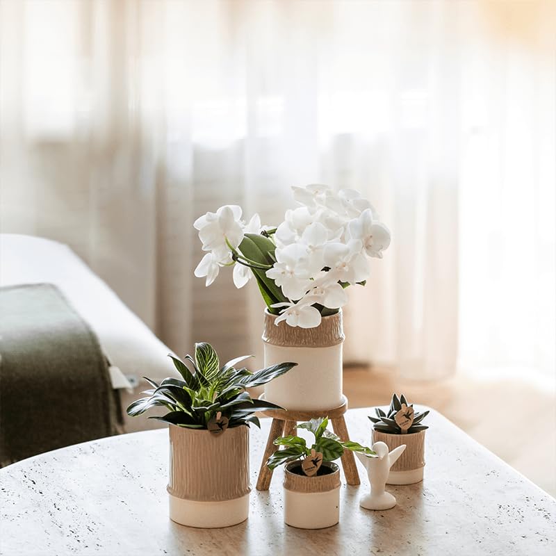 Juego de plantas de bambú blanco – Orquídea blanca Amabilis Ø9 cm + planta verde con maceta de cerámica – Planta de interior floreciente fresca del cultivador – 2 – 3 tallos
