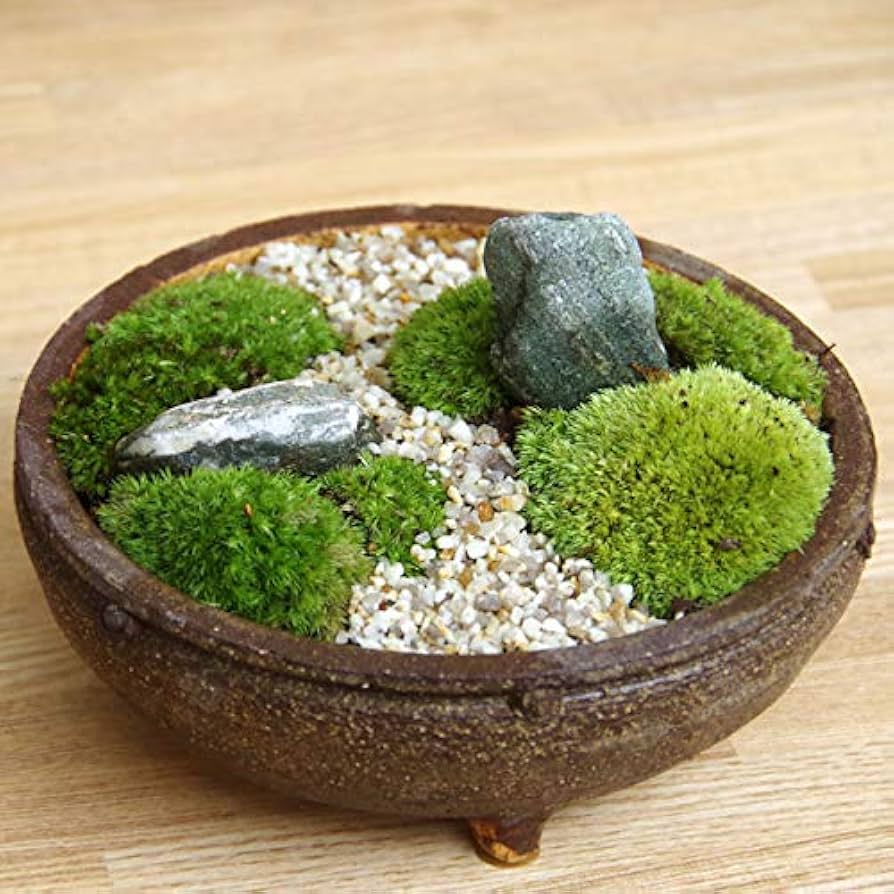 是心　Bonsai 苔鉢　植木鉢　盆栽鉢　山野草 是心】 盆栽鉢 苔鉢 植木鉢 山野草 BONSAI 是心 苔鉢 盆栽鉢