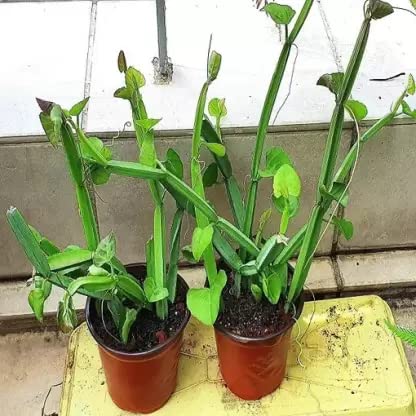 DECOREEN Hadjod - Plant Herbal Plants for Garden (Healthy Live Plant) (B0BFLT4XQ5) Amazon Price History, Amazon Price Tracker