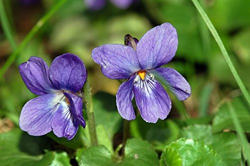 Ambrosial - Fragrances of Heaven Violet Leaf Essential Oil (Viola Odorata) 100% Pure & Natural - 10Ml