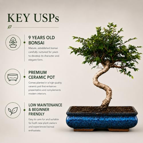 Image of Abana Homes Chinese Elm Bonsai Live Plant - 9-Year-Old Mature Indoor Bonsai Tree in Ceramic Pot, 40 cm | Fine-Leaf Semi-Evergreen Bonsai for Home & Office Decor | Low-Maintenance Plant Gift
