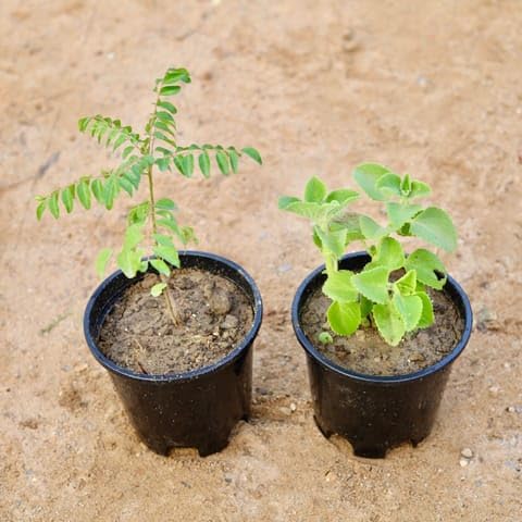 Bedroom Plants Set of 2 - Curry Patta & Ajwain in 6 Inch Plant Nursery Pot-image-10