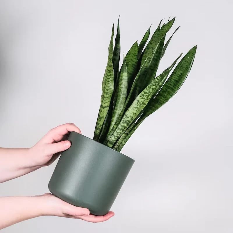 Image of Kalfo Live Snake Plant (Sansevieria) Air Purifying Indoor Plant, Oxygen Boosting Houseplant for Home & Office Decor | Low Maintenance, Easy to Grow, Low Light, Live Sansevieria Green Plant