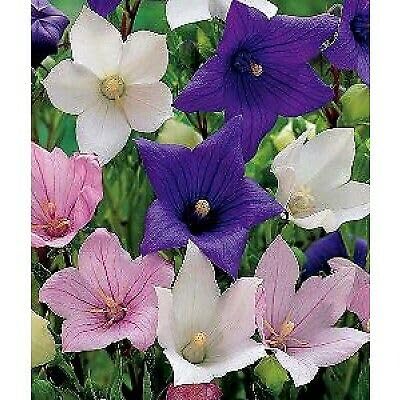Buy4seeds 550 Seeds bellfower platycodon grandifloras Easy to Grow