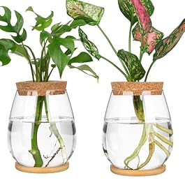 2Pcs Propagation Vases...