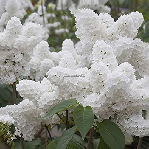ScoutSeed 20Pcs: 20 / 50Pcs Semillas de hortensias blancas raras Semillas de flores perennes al aire libre C1MY