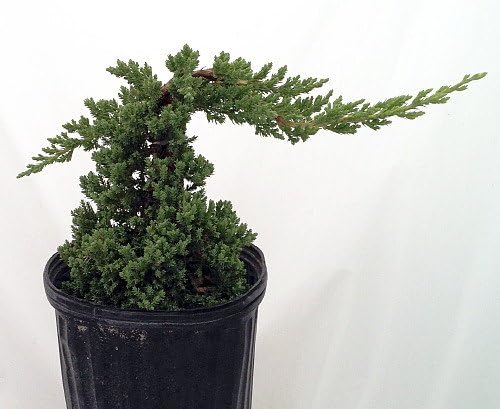 Staked Japanese Juniper Bonsai Starter Tree - 1 Gallon Pot
