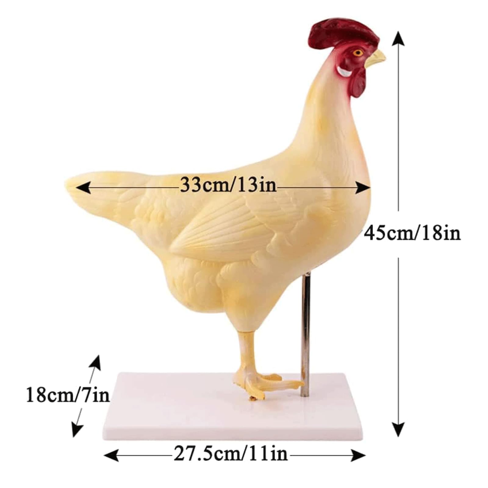 Tierorganmodell Realistisches Huhn-Anatomie-Modus-Tier-Eingeweide-Forschungsorganmodell, abnehmbare Biologie für die Demonstration des Tierunterrichts Anatomiemodell