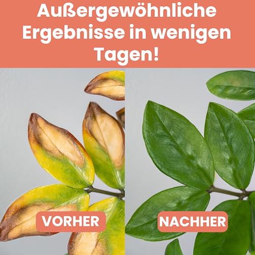 LERAVA® – Eisenchelat Dünger (200g) – Eisendünger für Pflanzen | Hortensien Dünger Eisen – Wirkt gegen Chlorose & Blattvergilbung – Kräftiges Blattgrün & sichtbarer Effekt nach wenigen Tagen 2