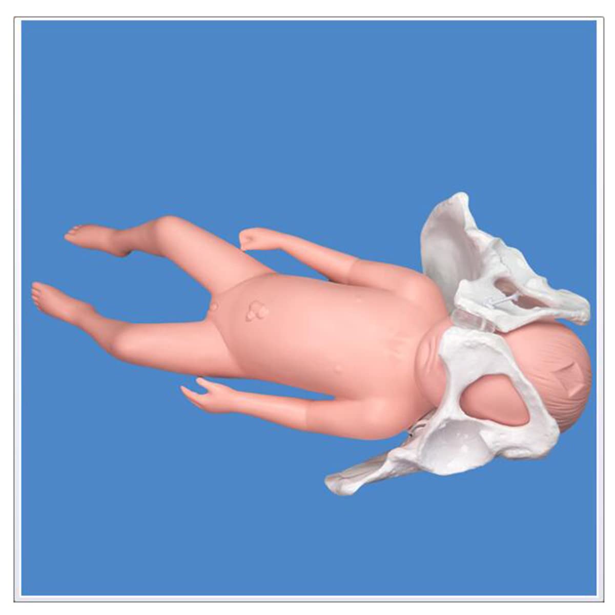 Flexibles Beckenmodell zur Geburt – Modell zur Geburt – mit Fontanelle, Baby- und Becken-Symphysis, bewegliche Sakroiliakgelenke (weiblich)