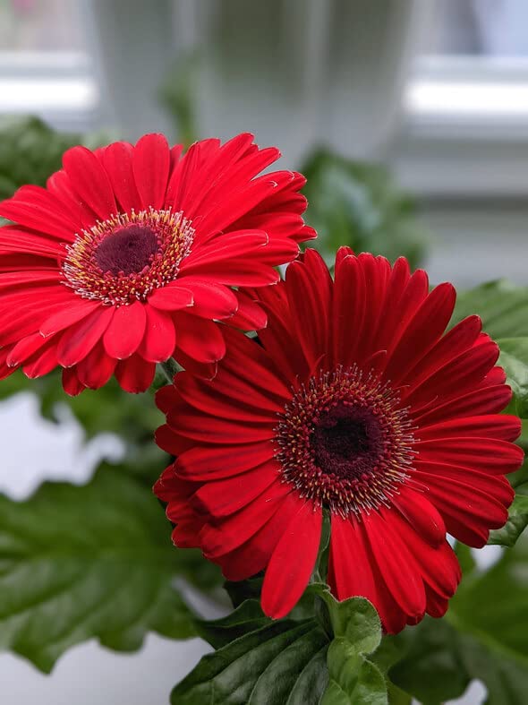 GLOBALPLANTS BEAUTIFUL GERBERA RED PLANTS (B0B34VNLZ4) Amazon Price History, Amazon Price Tracker