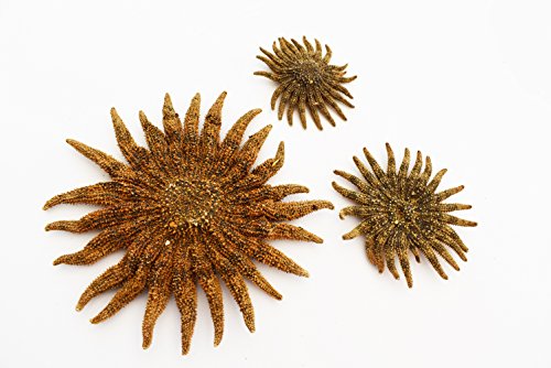 Estrella de Mar Real Secada Multileg "Girasol" 6-7" miniatura 2