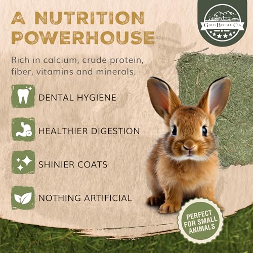 Dried Organic Alfalfa Hay for Guinea Pigs, Rabbits, Chinchillas, Goats, Hamsters & Ferrets, Small Animal Food Rich in Protein & Fiber, Hand-Selected, Hand Sorted (10lb) - Image 3