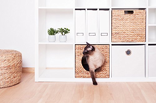 Kallax Expedit Katzenkorb 33 x 33 x 33 cm Natur Korb aus Wasserhyazinthe Tierkorb Tierhöhle Katzenhöhle Katzenbox Flechtkorb klappbar und sehr stabil ideal für kleine Hunde und Katzen