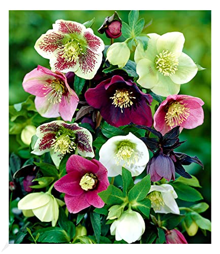 BALDUR Garten Christrosen-Mix Winter Dreams,3 Knollen, Blumenzwiebeln, winterharte Stauden,...