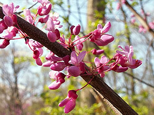 Kanadischer Judasbaum Cercis canadensis Pflanze 15-20cm Amerikanischer Judasbaum