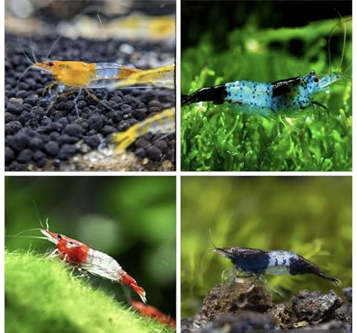 Discount Aquatics 10x Live Rili Shrimp Assorted Colors Freshwater Aquarium Neocaridina Heteropoda Live Breeding Colony 1.5cm