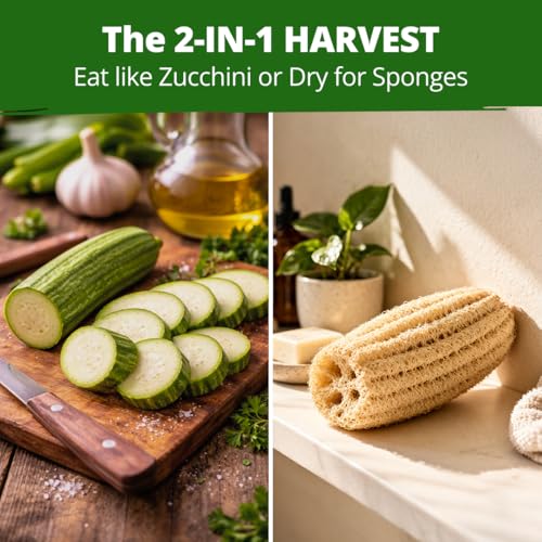 Image of HOME GROWN Luffa Seeds 40 Heirloom Non-GMO Loofah Gourd Seeds for Planting, High Germination, Grow Your Own Natural Bath Sponges, Edible Vining Vegetable Garden, Harvest Young Gourd (Luffa aegyptiaca)