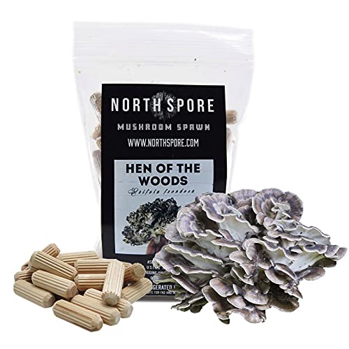 North Spore Hen of The Woods Mushroom Plugs, 100 Count Premium Quality Mushroom Plug Spawn, Made in USA, Grow Mushrooms on Logs, Easy to Use, Gourmet Culinary Mushrooms, Medicinal Mushrooms