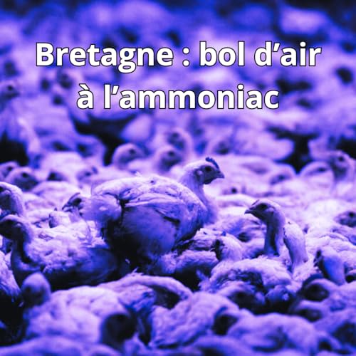 Ammoniac : l'air de Saint-Malo pollu&eacute; depuis 15 ans #3