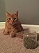 Catnip by Garry’s Pets - 3 Single Cups of Maximum Potency Premium Blend Cat Nip That Your Cats Will Go Crazy Over