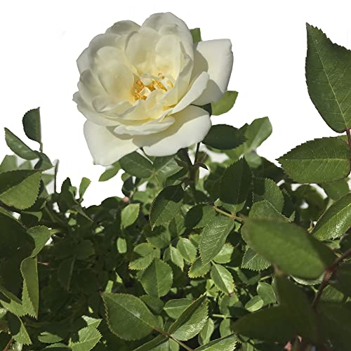 Verdecora Rosal Grandiflora Blanco - Planta Natural con Flor - Rosa Perfumada de plantación (Blanco Alba Garcia)