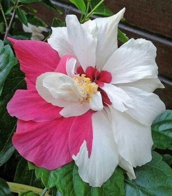 BeGrin Australian Pink White Hibiscus Grafted Live Plant Rose Mallow Joba Flower Live Plant Chinese Hibiscus China Rose Shoeblack Plant Bloom in 1 month Code=0054 (B0D26FD5KV) Amazon Price History, Amazon Price Tracker
