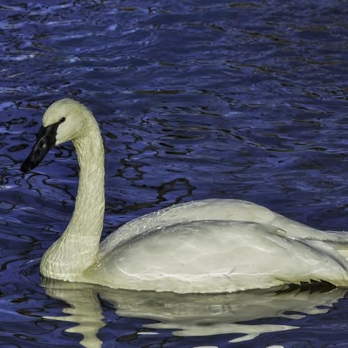 Wildlife lovers excited for resurgence of wild swans along restored Fox River