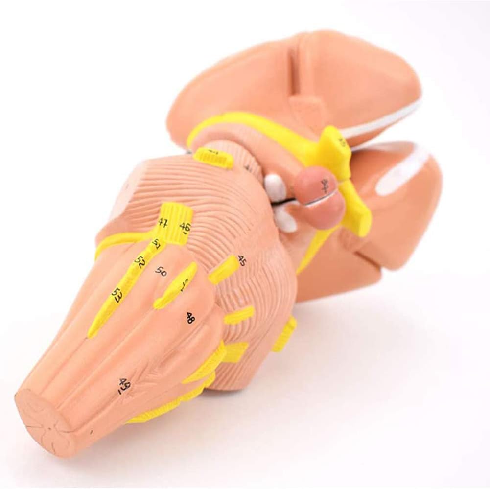 Body Model, Human Brain Model Internal Capsule and Basal Ganglia Model Nerve Core Neurological Function Area Nuclei Model Nerve Center Brain Anatomical Model System Studying Tool