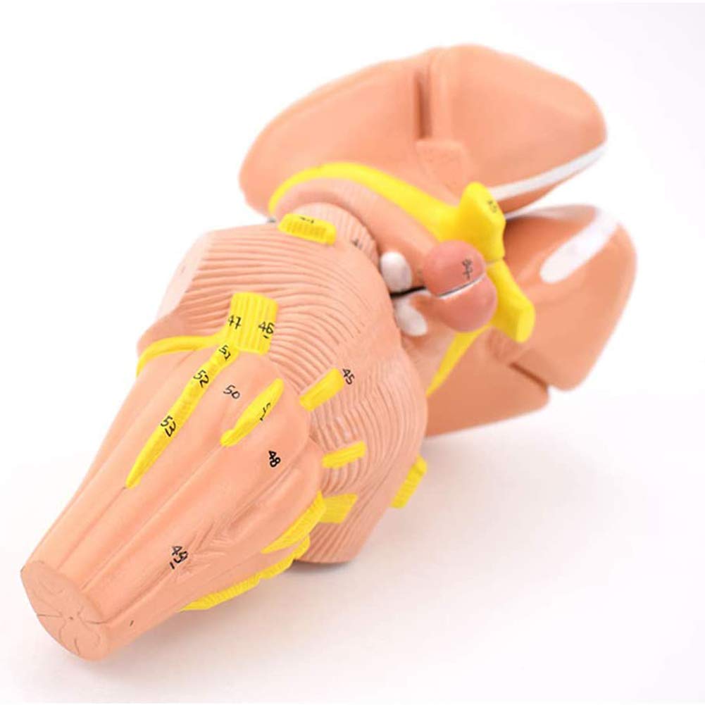 Body Model, Human Brain Model Internal Capsule and Basal Ganglia Model Nerve Core Neurological Function Area Nuclei Model Nerve Center Brain Anatomical Model System Studying Tool