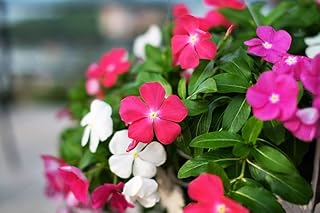 Vinca rosea, Madagaskar periwinkle-Immergrün, winterhart product image