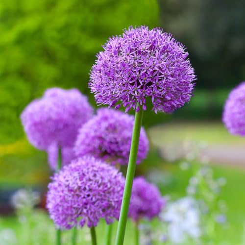 Image of YouGarden Allium 'Gladiator' Bulbs, 3 x Bulbs, Size 18/20, Giant Purple Pollinator Summer Flowers
