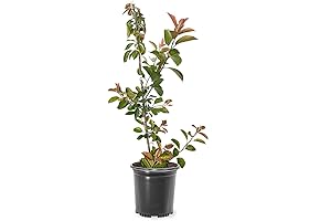 Centurion Crabapple Tree: A Burst of Pink and Red Splendor