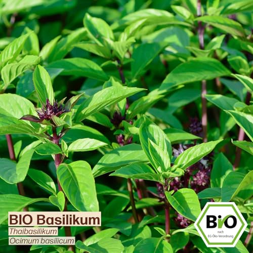 Foto von Samenliebe BIO Basilikum Samen Thaibasilikum süßer Anis Geschmack Gartenkräuter Küchenkräuter grün violett 500 Samen samenfestes Kräuter Saatgut für Küche indoor und Balkon Garten BIO Kräutersamen
