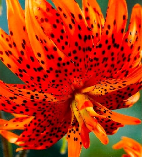 5 Blumenzwiebeln Zwiebeln Baumlilien Lilien Riesenlilie ' Flore Pleno '...