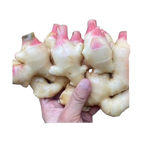 [2026年発送分予約]京都府産 新生姜 2kg 栽培期間中 農薬 化学肥料 除草剤不使用 生姜 しょうが 酢漬け 薬味 野菜 紅茶 ガリ チューハイ 健康 国産 おつまみ