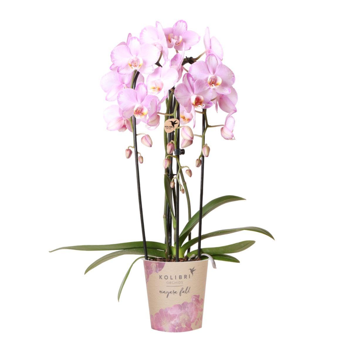 Kolibri Orchids Phalaenopsis Orchidée rose – Niagara Fall – Taille du pot Ø 12 cm | Plante d'intérieur fleurie – Fraîcheur de l'éleveur