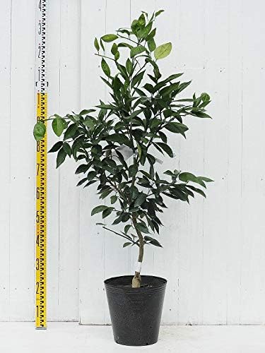 Amazon レモン 苗木 トゲなし リスボンレモン 3年生 接ぎ木 大苗 植木