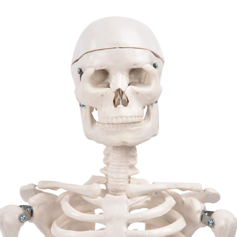Modelo de Esqueleto, Realista, Fácil de Usar, Brazos Y Piernas Flexibles Visuales, Modelo de Esqueleto Humano para Escuelas, Uso de Enseñanza para Exhibición Y Estudio