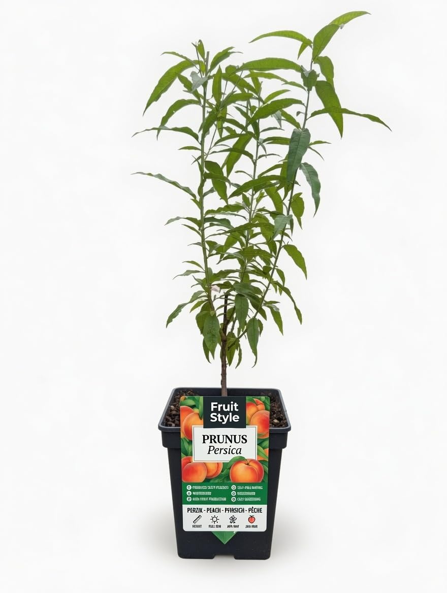Prunus Persica Peach Fruit Tree – 5L Pot – Hardy Outdoor Patio & Garden Tree – Sweet Juicy Peaches