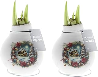 Bloomique - Lot de 2 - Bulbe d'Amaryllis en cire - Maison de Noël - Décoration de Noël - Bulbe à fleurs - 15-25 cm de haut à la livraison - Pousse jusqu'à 40-60 cm
