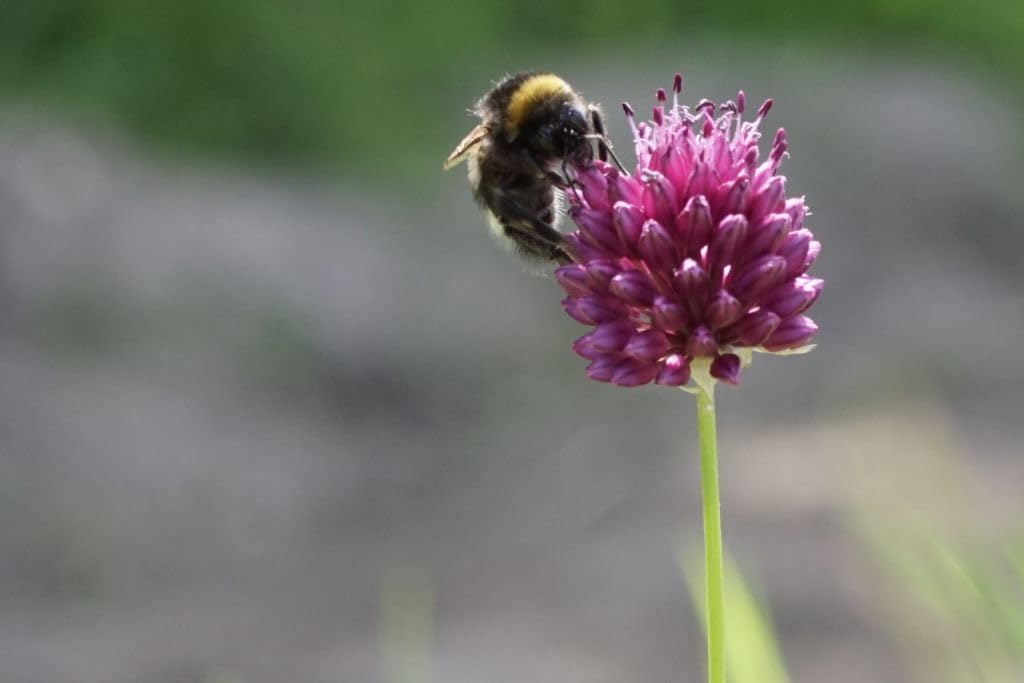 Allium Sphaerocephalon BIO 250 Blumenzwiebeln aus Holland